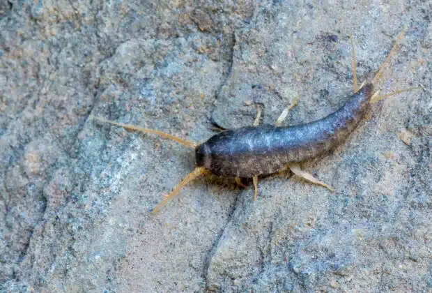 Insecte poisson d'argent : méthodes efficaces pour l'éliminer de votre maison