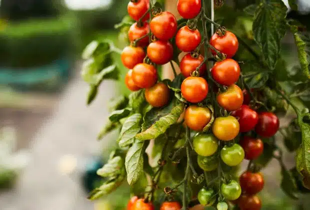 engrais pour tomates